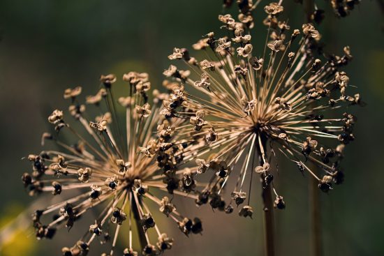 scopri l'arte della giardinaggio ornamentale: piante, fiori e design per creare spazi verdi incantevoli e unici. ispirazione e consigli per portare bellezza nel tuo giardino.