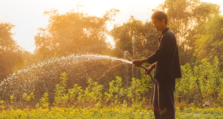 scopri l'arte dei giardini giapponesi, dove la bellezza della natura si unisce all'armonia e alla serenità. esplora le tecniche di progettazione, le piante simboliche e i principi zen che rendono ogni giardino un luogo di tranquillità e meditazione.