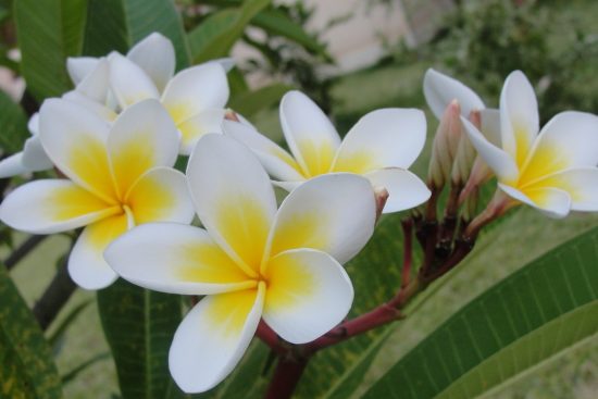 scopri il mondo affascinante del plumeria, un fiore esotico noto per la sua bellezza e il suo profumo inebriante. esplora le diverse varietà, le tecniche di coltivazione e i significati simbolici di questa pianta meravigliosa.