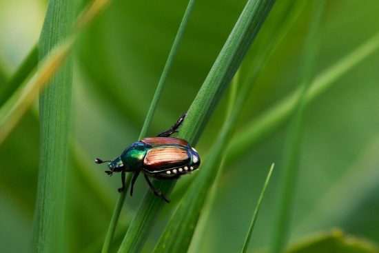 scopri l'arte del giardinaggio giapponese, un'esperienza unica che unisce bellezza e tranquillità. impara tecniche tradizionali, conosci i tipi di piante ideali e trasforma il tuo spazio esterno in un'oasi di serenità.