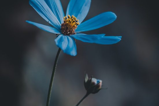 scopri la bellezza dei fiori selvatici: un viaggio attraverso i colori e i profumi della natura incontaminata. esplora la biodiversità e l'armonia dei fiori che adornano i nostri paesaggi.