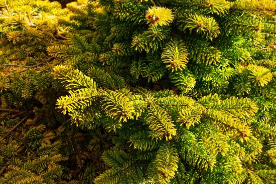 piante sempreverdi: scopri la bellezza e la varietà delle piante che rimangono verdi tutto l'anno. ideali per abbellire giardini e spazi esterni, queste piante offrono un tocco di freschezza e vitalità anche nei mesi più freddi.