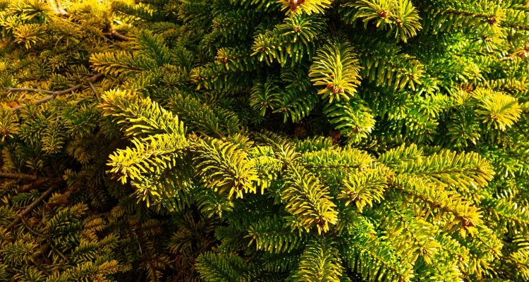 piante sempreverdi: scopri la bellezza e la varietà delle piante che rimangono verdi tutto l'anno. ideali per abbellire giardini e spazi esterni, queste piante offrono un tocco di freschezza e vitalità anche nei mesi più freddi.