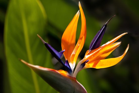 esplora la bellezza dei giardini botanici, un'oasi di tranquillità e biodiversità. scopri piante rare, giardini tematici e sorprendenti esposizioni floreali che ti porteranno in un viaggio sensoriale attraverso la natura.