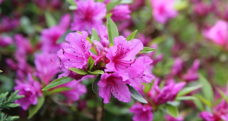 scopri la bellezza dell'azalea, una pianta dai fiori vivaci che arricchisce giardini e balconi. in questa guida approfondiremo le varietà, la cura e i consigli per coltivare al meglio questa affascinante pianta.