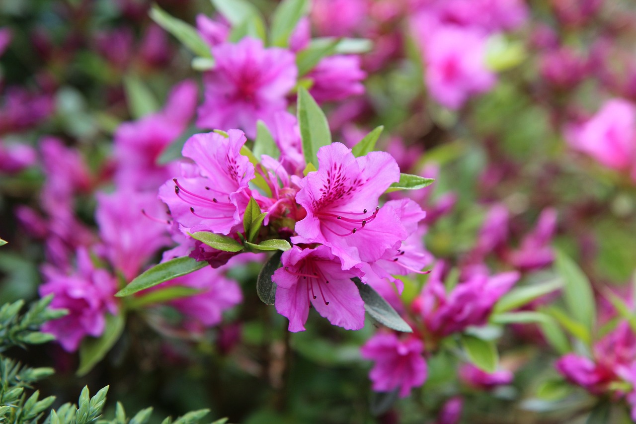 scopri la bellezza dell'azalea, una pianta dai fiori vivaci che arricchisce giardini e balconi. in questa guida approfondiremo le varietà, la cura e i consigli per coltivare al meglio questa affascinante pianta.