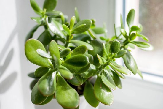 scopri i segreti per la cura delle piante d'appartamento. questa guida ti insegnerà come mantenere le tue piante sane e rigogliose, dalla scelta del terrain giusto alla giusta esposizione alla luce. impara a prendersi cura delle tue piante indoor e trasformare il tuo spazio in un'oasi verde.
