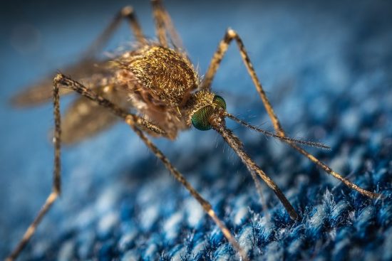 scopri le piante repellenti per zanzare più efficaci. rendi il tuo giardino un'oasi protetta e senza insetti fastidiosi, imparando a coltivare specie vegetali che allontanano naturalmente le zanzare.