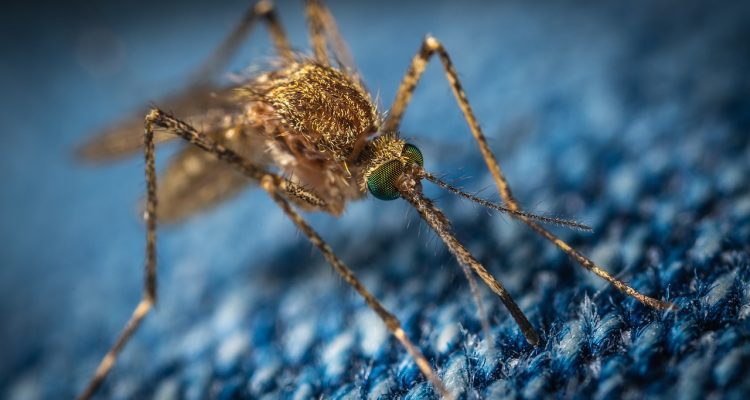 scopri le piante repellenti per zanzare più efficaci. rendi il tuo giardino un'oasi protetta e senza insetti fastidiosi, imparando a coltivare specie vegetali che allontanano naturalmente le zanzare.