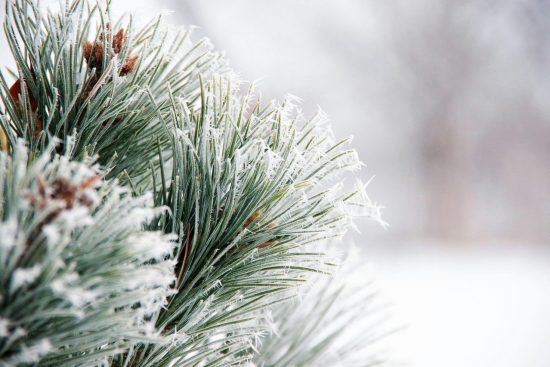 scopri le migliori piante per il tuo giardino d'inverno! rendi il tuo spazio esterno vibrante e accogliente anche durante la stagione fredda con una varietà di piante resistenti e affascinanti.