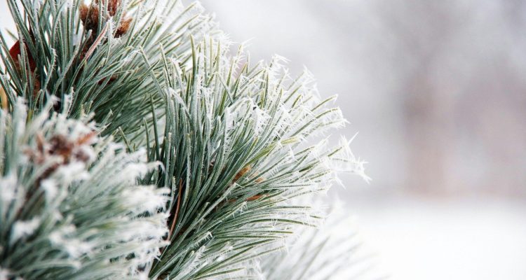 scopri le migliori piante per il tuo giardino d'inverno! rendi il tuo spazio esterno vibrante e accogliente anche durante la stagione fredda con una varietà di piante resistenti e affascinanti.