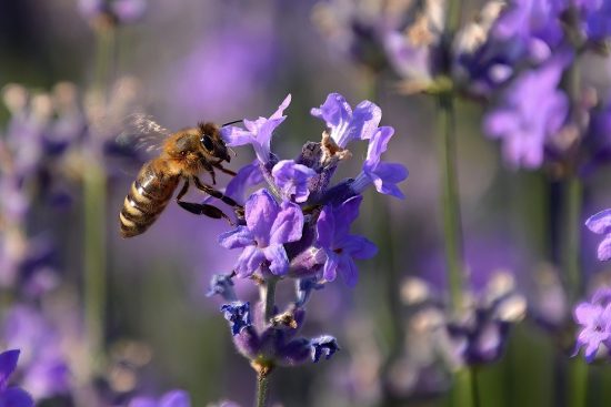 scopri le piante estive perfette per arredare il tuo giardino o il tuo balcone. scegli tra fiori colorati, aromatiche e piante resistenti al caldo per un'estate rigogliosa.