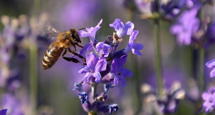 scopri le piante estive perfette per arredare il tuo giardino o il tuo balcone. scegli tra fiori colorati, aromatiche e piante resistenti al caldo per un'estate rigogliosa.