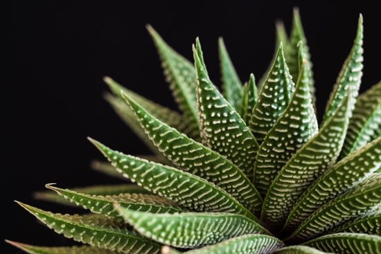 scopri il mondo delle piante succulente! una guida completa per curare e coltivare queste meravigliose piante, perfette per adornare la tua casa o il tuo giardino. trova consigli utili, varietà sorprendenti e suggerimenti per la manutenzione delle tue piante grasse.