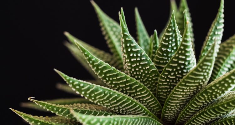 scopri il mondo delle piante succulente! una guida completa per curare e coltivare queste meravigliose piante, perfette per adornare la tua casa o il tuo giardino. trova consigli utili, varietà sorprendenti e suggerimenti per la manutenzione delle tue piante grasse.