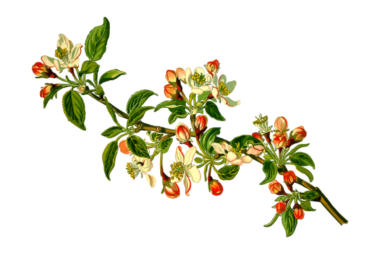 scopri il potere curativo delle piante medicinali! approfondisci le proprietà, i benefici e l'uso delle piante naturali per il benessere e la salute. un viaggio nel mondo delle erbe medicinali, ideale per appassionati e per chi cerca soluzioni naturali.