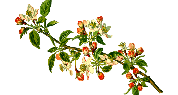 scopri il potere curativo delle piante medicinali! approfondisci le proprietà, i benefici e l'uso delle piante naturali per il benessere e la salute. un viaggio nel mondo delle erbe medicinali, ideale per appassionati e per chi cerca soluzioni naturali.