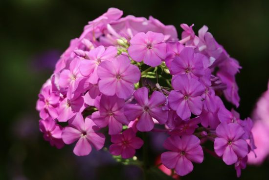 scopri le piante perenni: una guida completa per abbellire il tuo giardino con specie durevoli e facili da mantenere. esplora la loro varietà di colori e forme e potenzia la bellezza naturale del tuo spazio verde.
