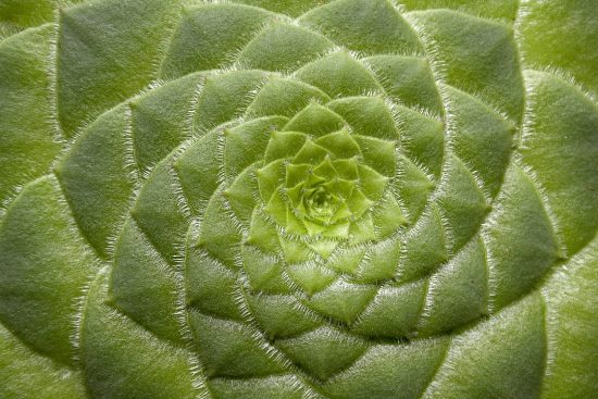 scopri le piante perenni da giardino, ideali per creare un angolo verde che fiorisce anno dopo anno. scegli tra una vasta gamma di specie per arricchire il tuo spazio esterno con colori, profumi e biodiversità, mantenendo al contempo un giardino sostenibile e di facile manutenzione.