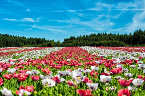 scopri il meraviglioso mondo delle piante fiorite! approfondisci le varietà, i colori e le cure necessarie per coltivare queste bellezze naturali nel tuo giardino. svela i segreti per far fiorire le tue piante durante tutto l'anno!