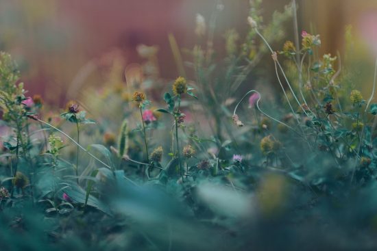 scopri il mondo del giardinaggio con consigli pratici, idee innovative e tecniche per curare il tuo spazio verde. impara a coltivare fiori, piante e ortaggi per un giardino sano e rigoglioso!