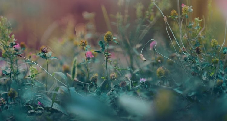 scopri il mondo del giardinaggio con consigli pratici, idee innovative e tecniche per curare il tuo spazio verde. impara a coltivare fiori, piante e ortaggi per un giardino sano e rigoglioso!