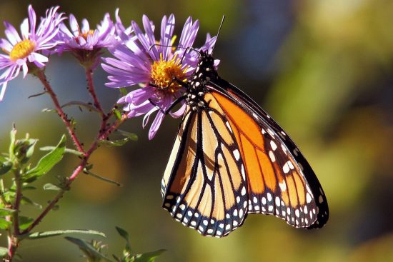 scopri le piante da giardino mediterranee ideali per abbellire il tuo spazio esterno. scegli tra una vasta gamma di specie resistenti e aromatiche che prosperano nel clima caldo e secco, creando un'oasi di bellezza e tranquillità.