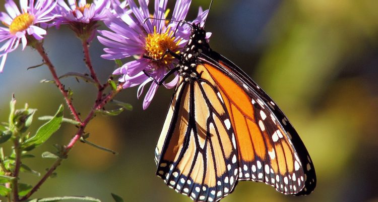 scopri le piante da giardino mediterranee ideali per abbellire il tuo spazio esterno. scegli tra una vasta gamma di specie resistenti e aromatiche che prosperano nel clima caldo e secco, creando un'oasi di bellezza e tranquillità.