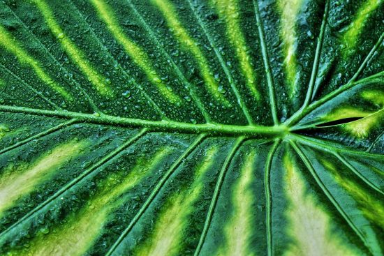 scopri un mondo verde e rigoglioso con la nostra selezione di piante. che tu sia un giardiniere esperto o un principiante, troverai piante adatte per abbellire la tua casa o il tuo giardino.