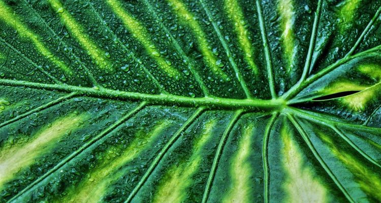 scopri un mondo verde e rigoglioso con la nostra selezione di piante. che tu sia un giardiniere esperto o un principiante, troverai piante adatte per abbellire la tua casa o il tuo giardino.