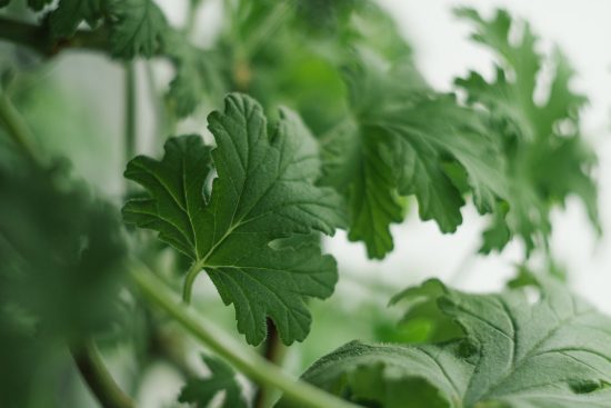 scopri il mondo delle piante medicinali, un'affascinante fusione tra natura e salute. esplora proprietà curative, utilizzi tradizionali e benefici per il benessere, arricchendo la tua conoscenza sulle meraviglie botaniche.