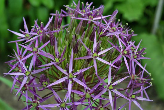 piante da giardino rilassanti: scopri come trasformare il tuo spazio esterno in un'oasi di tranquillità con piante selezionate che promuovono il relax e il benessere.