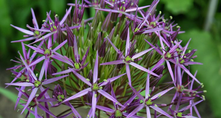 piante da giardino rilassanti: scopri come trasformare il tuo spazio esterno in un'oasi di tranquillità con piante selezionate che promuovono il relax e il benessere.