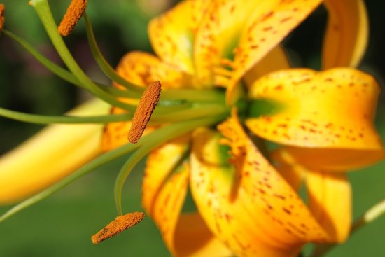 scopri il meraviglioso mondo delle piante perenni! queste piante, durature e resistenti, offrono bellezza e colore al tuo giardino anno dopo anno, con una varietà di forme e fioriture. esplora le migliori varietà e consigli per la cura delle piante perenni.