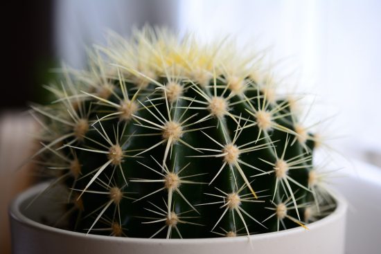 scopri i migliori consigli per la cura dei cactus. impara a mantenere le tue piante grasse in salute e prosperità con suggerimenti su luce, irrigazione e concimazione.