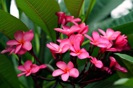 scopri il meraviglioso mondo del plumeria, il fiore iconico delle zone tropicali. le sue delicate fioriture e il profumo avvolgente rendono questa pianta un'aggiunta perfetta per il tuo giardino. esplora la sua cura, la coltivazione e i tanti colori che la rendono unica.