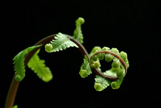 scopri il mondo affascinante delle felci: piante verdi e rigogliose che abbelliscono giardini e interni. approfondisci le varietà, le cure e i segreti per coltivare queste meraviglie della natura.