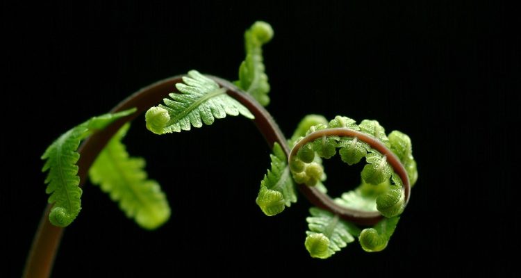 scopri il mondo affascinante delle felci: piante verdi e rigogliose che abbelliscono giardini e interni. approfondisci le varietà, le cure e i segreti per coltivare queste meraviglie della natura.