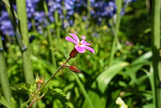 scopri le piante repellenti per zanzare, soluzioni naturali ed efficaci per tenere lontani questi fastidiosi insetti. trasforma il tuo giardino in un rifugio senza zanzare con le migliori varietà di piante!