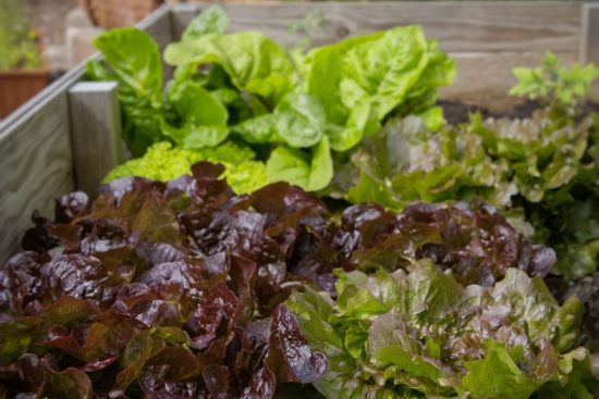 scopri il giardinaggio urbano e come trasformare piccoli spazi in rigogliosi orti e giardini. apprendi tecniche innovative e sostenibili per coltivare piante aromatiche, fiori e verdure nelle tue città.