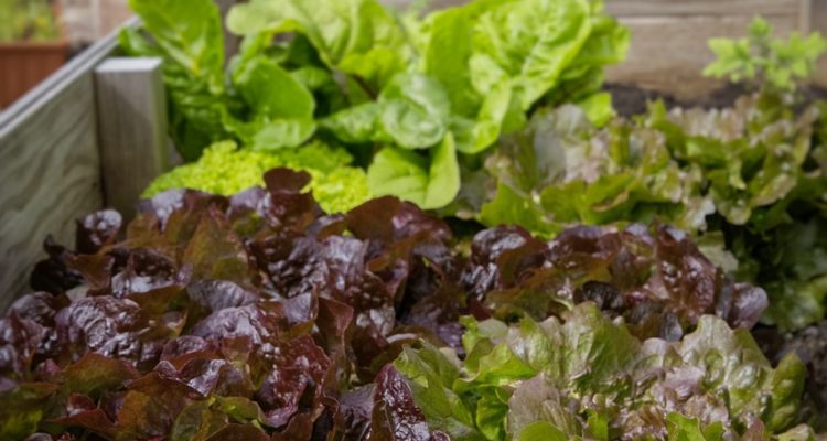 scopri il giardinaggio urbano e come trasformare piccoli spazi in rigogliosi orti e giardini. apprendi tecniche innovative e sostenibili per coltivare piante aromatiche, fiori e verdure nelle tue città.