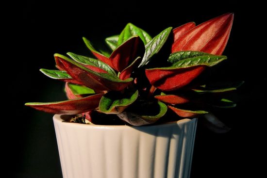 scopri la bellezza delle piante d'appartamento! trasforma il tuo spazio con verdure fresche e vibranti che purificano l'aria e aggiungono un tocco di natura al tuo ambiente domestico.