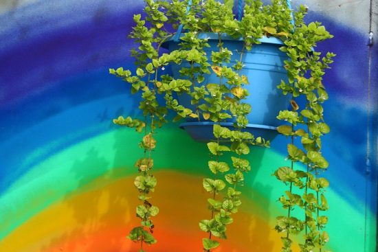 scopri come decorare il tuo spazio con piante sospese! le piante appese non solo aggiungono un tocco di verde, ma ottimizzano anche gli spazi. esplora idee creative e suggerimenti per prenderti cura delle tue piante per un ambiente accogliente.