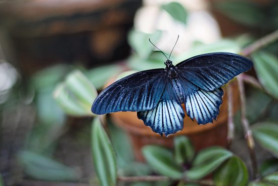 scopri come trasformare il tuo giardino in un'oasi di bellezza e tranquillità. esplora consigli pratici su piante, fiori e design per creare uno spazio all'aperto unico e rilassante.