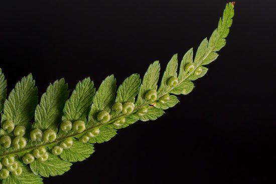 scopri il mondo affascinante delle felci, piante verdi dal fascino unico. dalla cura alla scelta delle varietà, esplora come queste meravigliose piante possano arricchire il tuo giardino o il tuo spazio interni con la loro bellezza e le loro proprietà purificatrici.