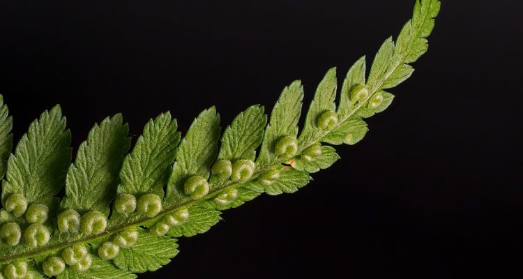scopri il mondo affascinante delle felci, piante verdi dal fascino unico. dalla cura alla scelta delle varietà, esplora come queste meravigliose piante possano arricchire il tuo giardino o il tuo spazio interni con la loro bellezza e le loro proprietà purificatrici.