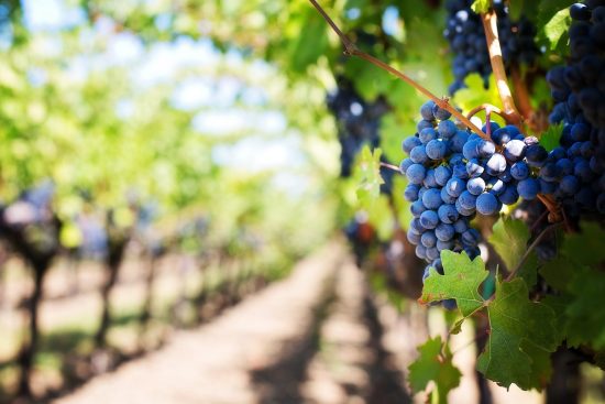 scopri l'agricoltura biologica, un approccio sostenibile che promuove la salute del pianeta e dei consumatori. approfondisci i benefici delle coltivazioni senza pesticidi e fertilizzanti chimici, e fai la tua parte per un futuro più verde.