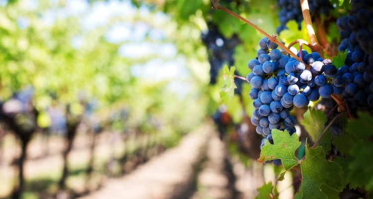 scopri l'agricoltura biologica, un approccio sostenibile che promuove la salute del pianeta e dei consumatori. approfondisci i benefici delle coltivazioni senza pesticidi e fertilizzanti chimici, e fai la tua parte per un futuro più verde.
