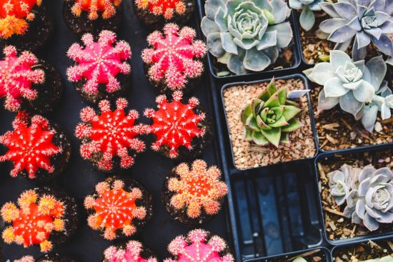 scopri il mondo dei succulenti, piante affascinanti e facili da coltivare, perfette per abbellire ogni ambiente con il loro splendore e la loro varietà unica. impara come prenderti cura di queste meraviglie botaniche e trasforma il tuo spazio in un'oasi verde.
