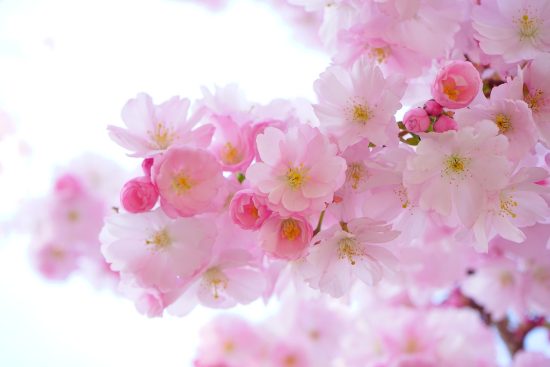 scopri la bellezza delle piante giapponesi, una selezione unica di flora che arricchisce i tuoi spazi con eleganza e serenità. esplora varietà affascinanti e conoscenze tradizionali per un giardino orientale da sogno.